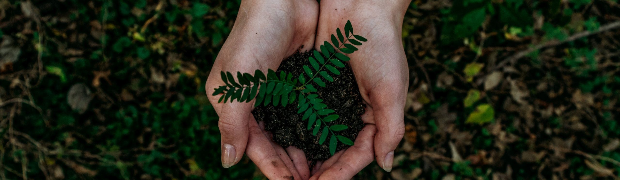 SUSTAINABILITY